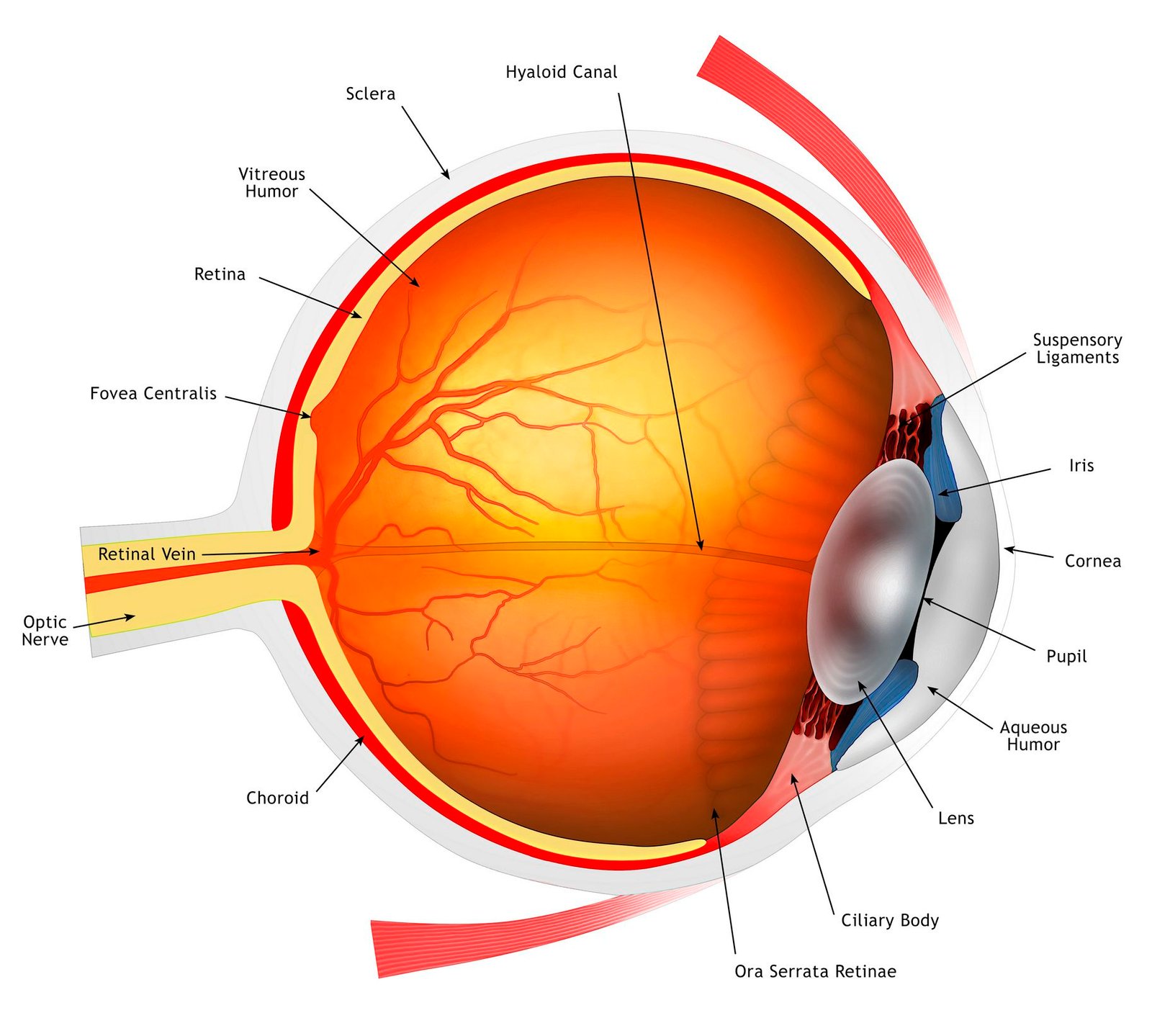 Anatomy of the Eye